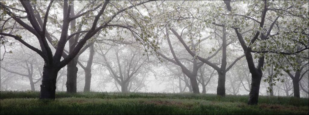 Orchard in Fog, Old Mission Peniinsula, 2007